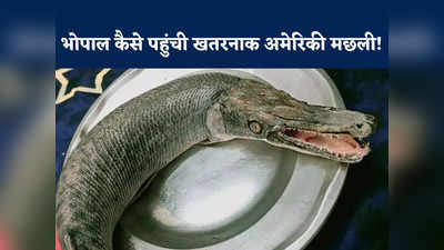 Alligator Gar Fish: मगरमच्छ जैसा जबड़ा, नुकीली दांतें... भोपाल के बड़े तालाब में मिली इंसानों का शिकार करने वाली अमेरिकी मछली