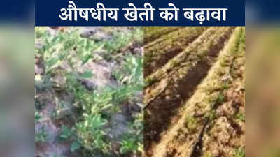 Chhattisgarh News: राज्य में दिया जा रहा है औषधीय खेती को बढ़ावा,  जानें लेमनग्रास क्यों है खास