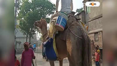 Murshidabad News : মরুভূমির জাহাজ ঘুরছে সাগরদিঘির মাটিতে, তীব্র গরমেও আনন্দে মজে কচিকাঁচারা