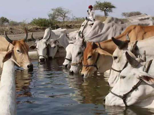 ગૌમૂત્ર મામલે સરકારી અને આરએસએસની સંસ્થા વચ્ચે ખેંચાઈ તલવારો, શું છે વિવાદ? 