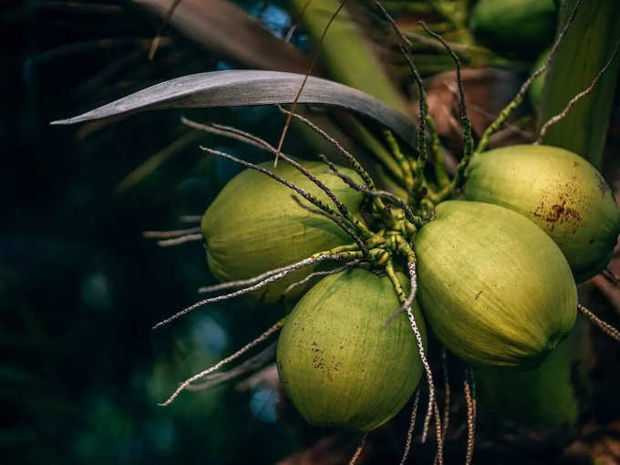 ತೆಂಗಿನಕಾಯಿ​