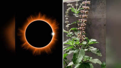 Solar Eclipse 2023: কিছুক্ষণের মধ্যেই সূর্যগ্রহণ, তুলসী গাছ নিয়ে এই ভুল করবেন না! হতে পারে চরম সর্বনাশ