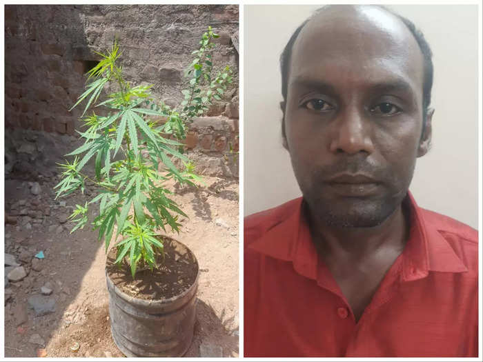 car driver arrest for growing ganja plant
