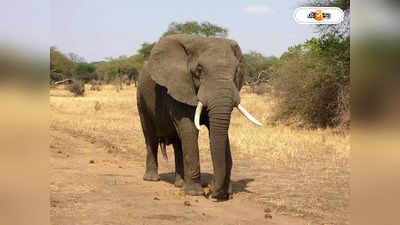 Elephant Attack : কালিপুজোর আয়োজনের মাঝেই হঠাৎ হাজির গজরাজ, হুলুস্থুল কাণ্ড শিলিগুড়িতে