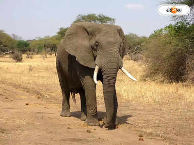 Elephant Attack : কালিপুজোর আয়োজনের মাঝেই হঠাৎ হাজির গজরাজ, হুলুস্থুল কাণ্ড শিলিগুড়িতে
