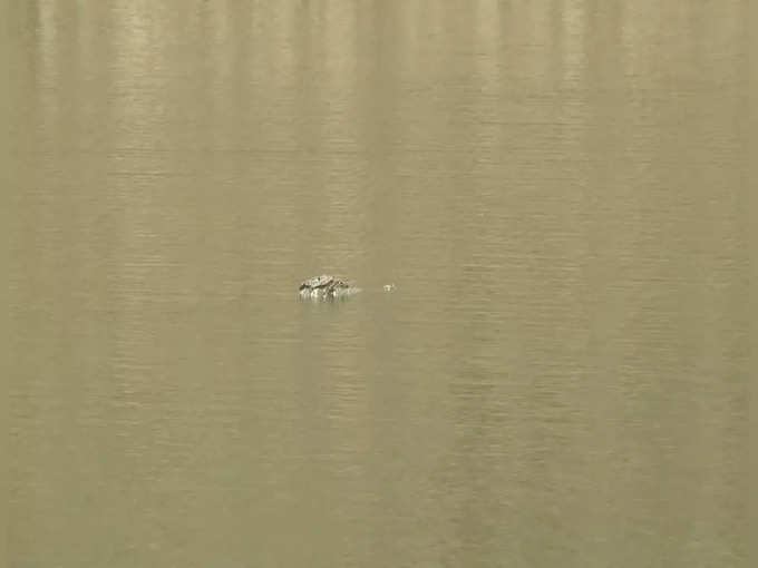 crocodile in karaiyar dam