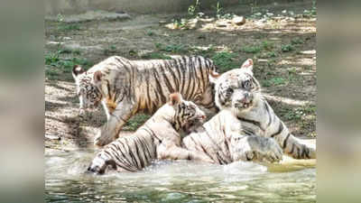 White Tiger Cubs: ఢిల్లీ జూలోకి రెండు తెల్ల పులి పిల్లలు.. వీటి స్పెషాలిటీ ఏంటంటే..?