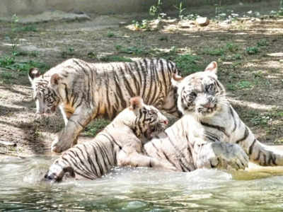 White Tiger Cubs: ఢిల్లీ జూలోకి రెండు తెల్ల పులి పిల్లలు.. వీటి స్పెషాలిటీ ఏంటంటే..?