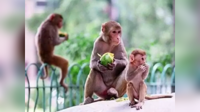 Sri Lanka Monkey: ಚೀನಾದಿಂದ 1 ಲಕ್ಷ ಕೋತಿಗಳ ಬೇಡಿಕೆ: ರಫ್ತು ಮಾಡಲು ಶ್ರೀಲಂಕಾ ಗ್ರೀನ್ ಸಿಗ್ನಲ್!