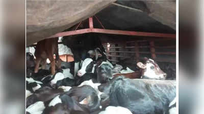 टेम्पोतून १०२ गाय-वासरांची अवैध वाहतूक, ६६ जनावरांचा तडफडून मृत्यू, बीडमध्ये खळबळ