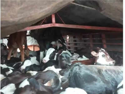 टेम्पोतून १०२ गाय-वासरांची अवैध वाहतूक, ६६ जनावरांचा तडफडून मृत्यू, बीडमध्ये खळबळ