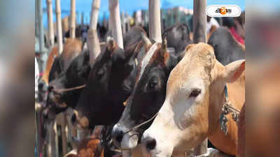 Cow Smuggling : গোরু পাচারের সঙ্গে যুক্ত পুলিশ, বিস্ফোরক ত্রিপুরার মন্ত্রী