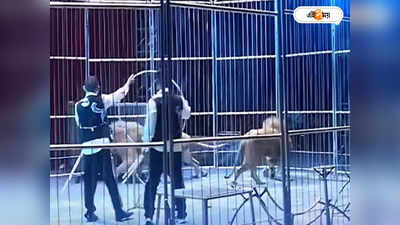 China Circus : সার্কাস চলাকালীন আচমকাই এনক্লোজার থেকে বাইরে সিংহ! ভিডিয়ো  ভাইরাল সোশাল মিডিয়ায়