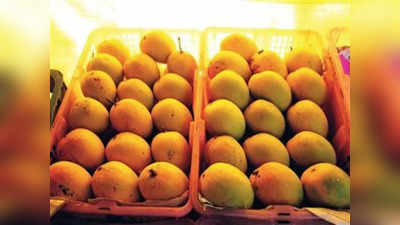 दोन महिने आधीच जुन्नरचा आंबा बाजारात दाखल; कसा ओळखाल आंबा?