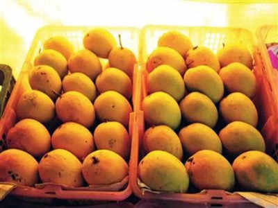 दोन महिने आधीच जुन्नरचा आंबा बाजारात दाखल; कसा ओळखाल आंबा?