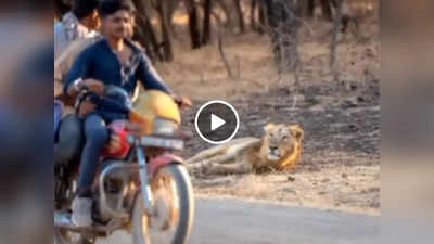 सड़क किनारे आराम से लेटा था बब्बर शेर, तीन लड़के उसके सामने बाइक लेकर चले गए