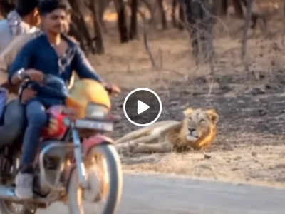 सड़क किनारे आराम से लेटा था बब्बर शेर, तीन लड़के उसके सामने बाइक लेकर चले गए