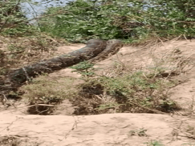 Viral Video: हापुड़ के जंगल में निकला एनाकोंडा का बाप, इतने बड़े अजगर को देख उड़ गए गांव वालों के होश