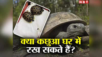 Tortoise News: कछुआ घर में पालने से क्या जेल हो सकती है? पॉजिटिव एनर्जी लेने के चक्कर में ये गलती मत कीजिएगा