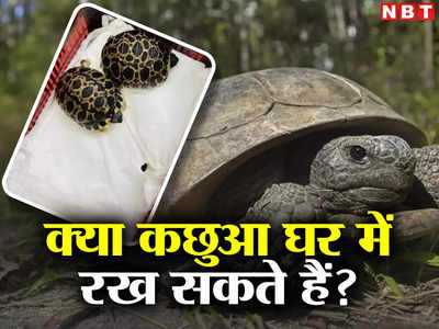 Tortoise News: कछुआ घर में पालने से क्या जेल हो सकती है? पॉजिटिव एनर्जी लेने के चक्कर में ये गलती मत कीजिएगा