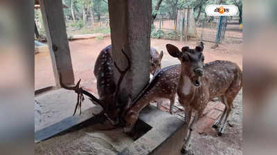 Ballavpur Deer Park : গরমে প্রাণ ওষ্ঠাগত, হরিণদের খাদ্য তালিকায় জুড়লো ORS-গ্লুকোজ