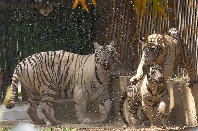 भारत में बढ़े हैं बाघ