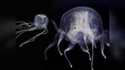 Box Jellyfish: 24 आंखें, हार्ट अटैक देने वाला जहर... एक इंच बड़े जीव ने किया वैज्ञानिकों को हैरान