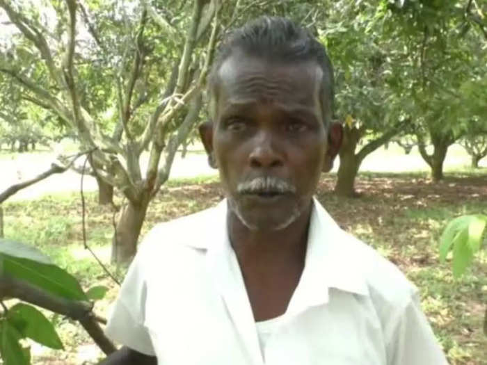 Rajapalayam wild elephants destroyed mango trees