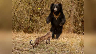 ए छोटू, अपुन से पंगा मत ले! ताडोबा टाइगर रिजर्व में तेंदुआ-भालू का आमना-सामना, जानिए फोटो के पीछे की कहानी