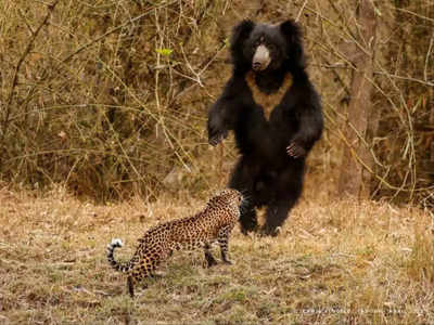 ए छोटू, अपुन से पंगा मत ले! ताडोबा टाइगर रिजर्व में तेंदुआ-भालू का आमना-सामना, जानिए फोटो के पीछे की कहानी