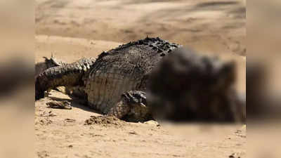 Australia Crocodile: ऑस्ट्रेलिया में मरा मिला 13 फीट लंबा मगरमच्छ, सिर गायब देख हर किसी के उड़े होश, मरने की वजह बनी रहस्य