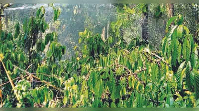 ಬಿಸಿಲ ತಾಪಕ್ಕೆ ಕೊಡಗು ಜಿಲ್ಲೆಯಲ್ಲಿ 19 ವರ್ಷದ 1600 ಕಾಫಿ ಗಿಡಗಳು ಹಾನಿ- ಸಂಕಷ್ಟಕ್ಕೊಳಗಾದ ಬೆಳೆಗಾರ