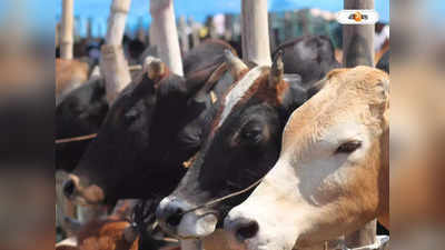 Cow smuggling Case : গোরু পাচারে বিজেপি বিধায়ক-পুত্র? বিতর্ক