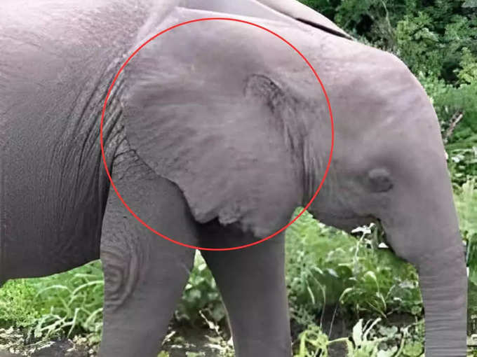 Hidden Face In Elephant Ear