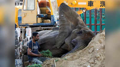 Noor Jehan Elephant: आखिरकार मर गई पाकिस्तान की नूरजहां, सरकारी लापरवाही ने जानवर को भी नहीं बख्शा