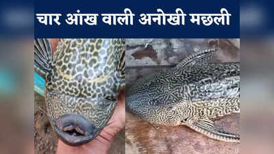 Sakar Mouth Catfish: छत्तीसगढ़ में मिली चार आंखों की दुर्लभ मछली, जानें इंडिया में इसका मिलना क्यों खतरनाक
