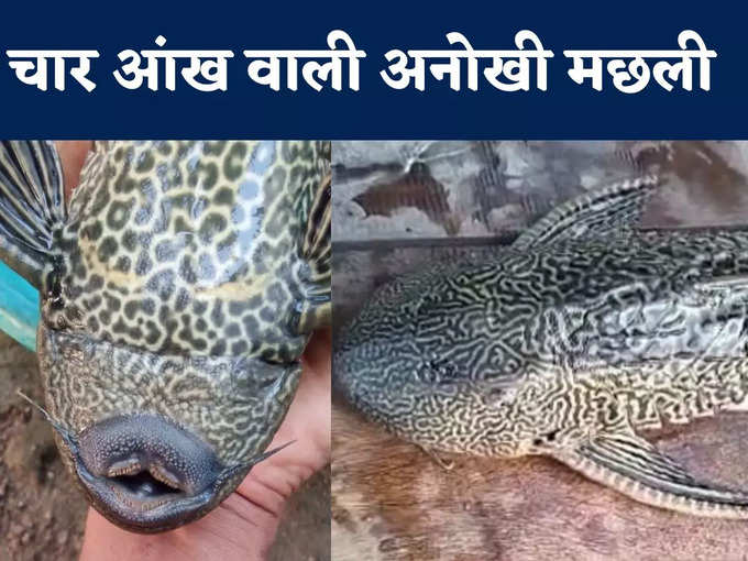 चार आंख वाली अनोखी मछली