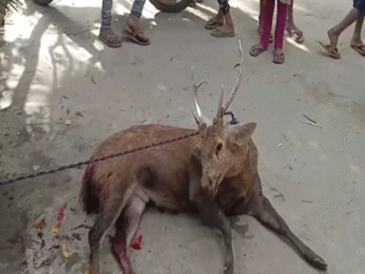 Jungle News: रायबरेली में कुत्तों के हमले से एक बारासिंघा की दर्दनाक मौत, दूसरा गंभीर रूप से घायल