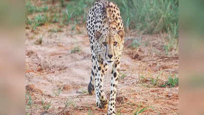 Cheetah Uday Dies: ದಕ್ಷಿಣ ಆಫ್ರಿಕಾದಿಂದ ತರಲಾಗಿದ್ದ ಚೀತಾ ಉದಯ್ ನಿಧನ: ಒಂದು ತಿಂಗಳಲ್ಲಿ 2ನೇ ಸಾವು