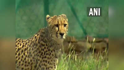 Cheetah: కునో నేషనల్ పార్క్‌లో అనారోగ్యంతో మరో చీతా మృతి