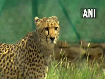 Cheetah: కునో నేషనల్ పార్క్‌లో అనారోగ్యంతో మరో చీతా మృతి
