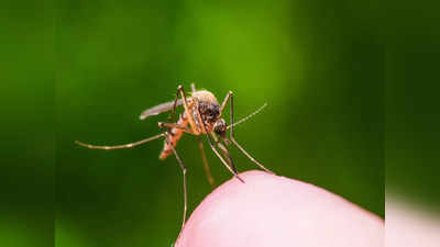 World Malaria Day: গরমেও এই বিশেষ মশা কামড়ালে আক্রান্ত হতে পারেন ম্যালেরিয়ায়! নিরাপদ থাকবেন কী ভাবে জানেন কি?
