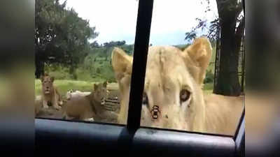 Viral Video: জঙ্গল সাফারিতে সিংহী খুলে ফেলল গাড়ির দরজা! এরপর কী হল পর্যটকদের? দেখুন ভিডিয়ো