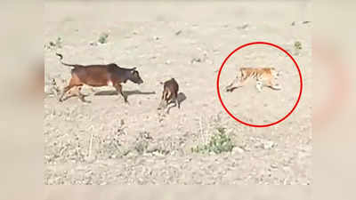 Tiger Cow Video: बछड़े को दबोचने के बाद निपटाने वाला था टाइगर, गाय ने उसे 10 सेकंड में सबक सिखा दिया