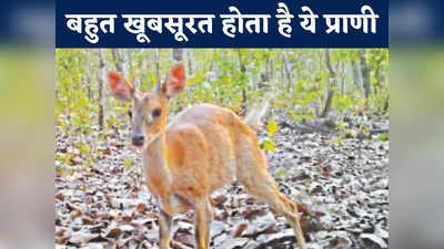 Jungle News: पहली बार कैमरे में कैद हुआ सबसे दुर्लभ प्राणी, जितना खुबसूरत उतना ही शर्मीला, केवल दो देशों मिलते हैं चौसिंगा