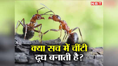 Jungle Ants: चींटियां दूध देती हैं तो पीता कौन है, कुदरत का यह करिश्मा हैरान कर देगा