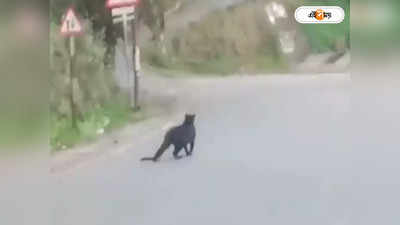 Black Panther In Darjeeling : দার্জিলিঙের রাস্তায় দেখা মিলেছে ব্ল্যাক প্যান্থারের, গতিবিধি পর্যবেক্ষণে বাড়ছে ট্র্যাপ ক্যামেরার সংখ্যা