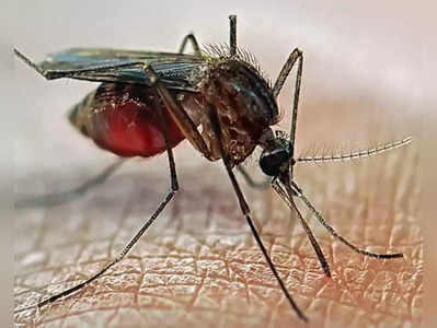 World Malaria Day 2023 : மலேரியாவால இவ்வளவு ஆபத்து வருமா? அதன் அறிகுறிகள் என்னென்ன...
