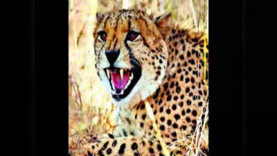 Cheetah Uday: రెండో చీతా మృతికి కారణం ఇదే.. అధికాారుల కీలక ప్రకటన