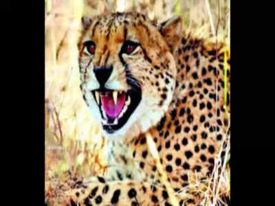 Cheetah Uday: రెండో చీతా మృతికి కారణం ఇదే.. అధికాారుల కీలక ప్రకటన